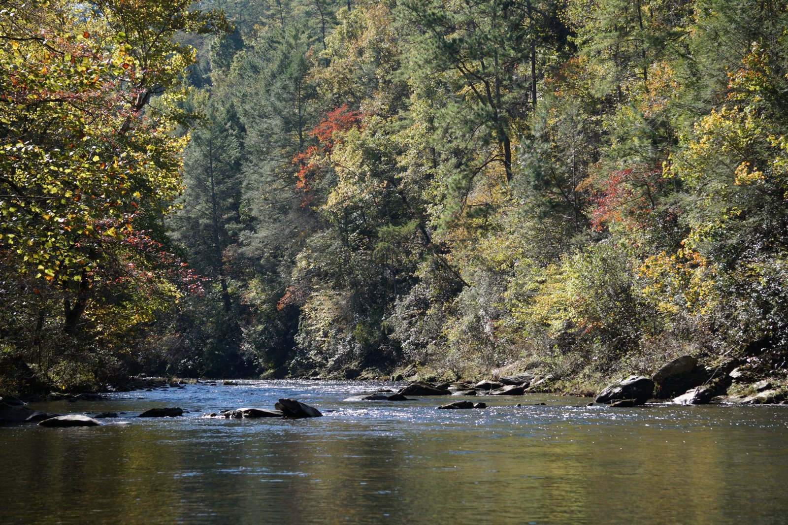 Conasauga River fall foliage