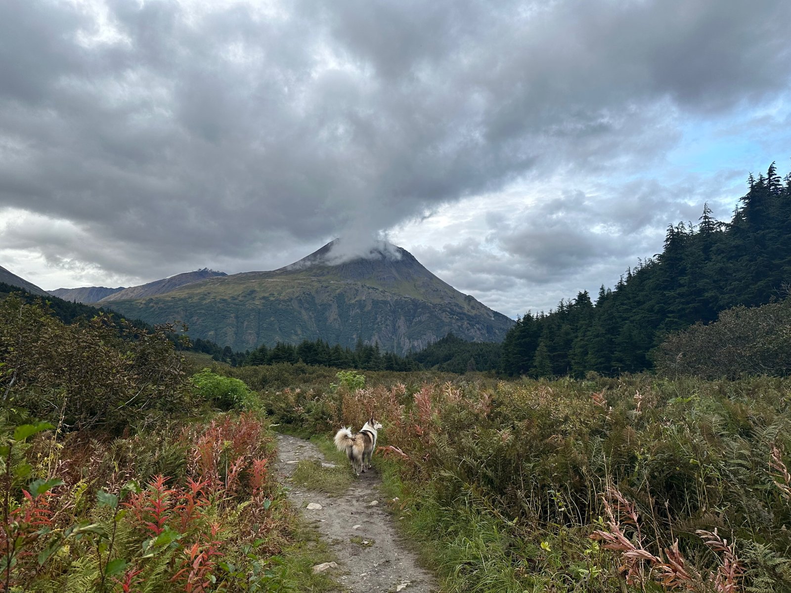 A dog leads the way on the Carter Lake Trail in September
