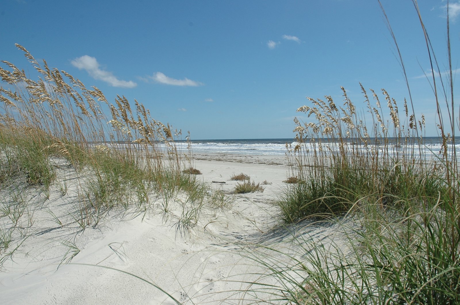 Sea oats on the dunes above Cumberland Island's beach