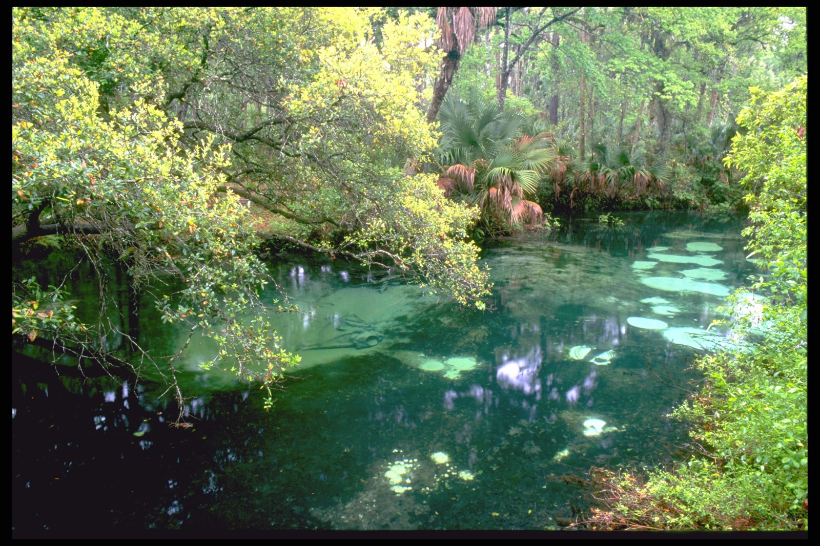 Clear water of Juniper Springs Run, Ocala National Forest