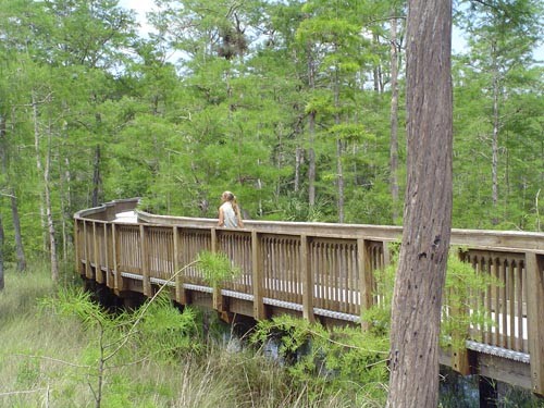 Kirby Storter boardwalk into the cypress, Big Cypress National Preserve