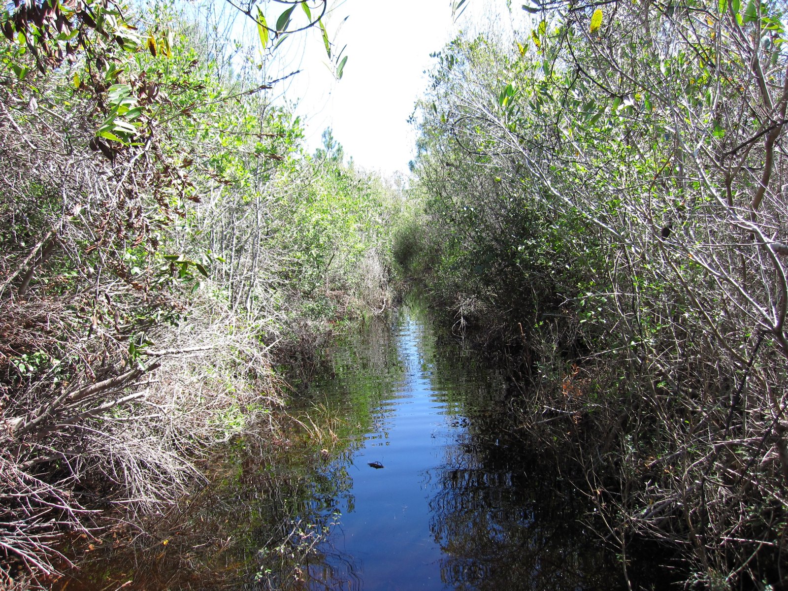 A flooded corridor in the Bradwell Bay Wilderness