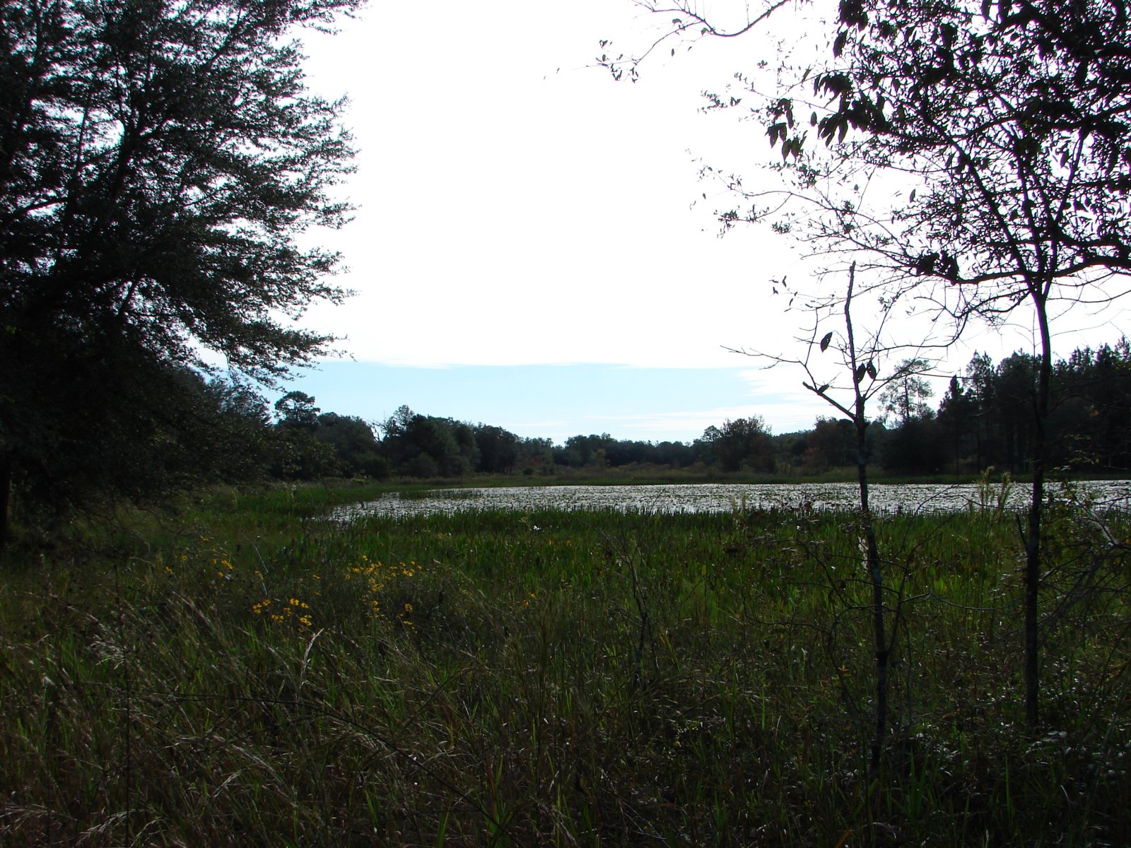 A marshy pond in Green Swamp West
