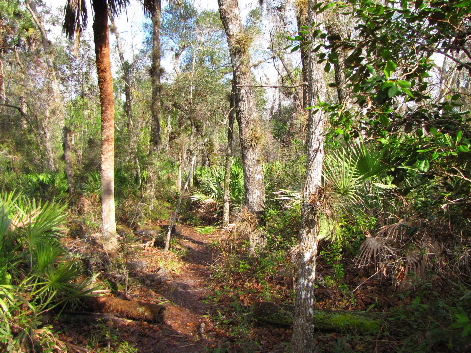The Florida Trail through palms and oaks along the Econlockhatchee River