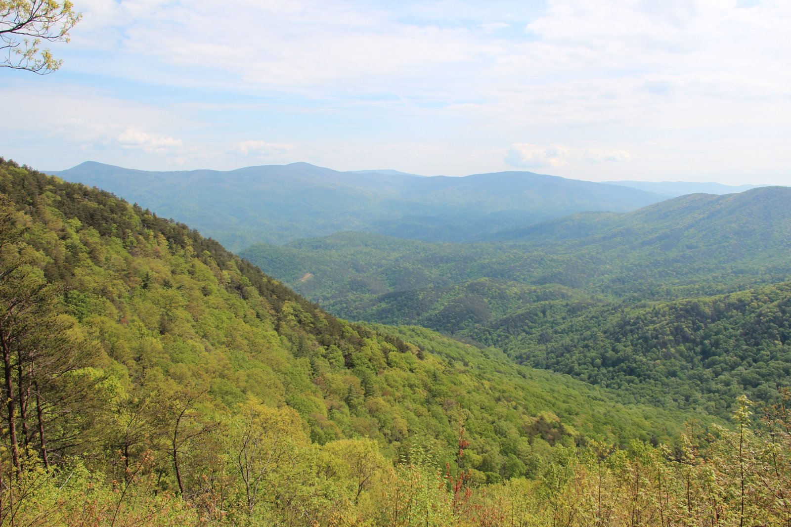 Spring green from Cool Springs Overlook, Fort Mountain