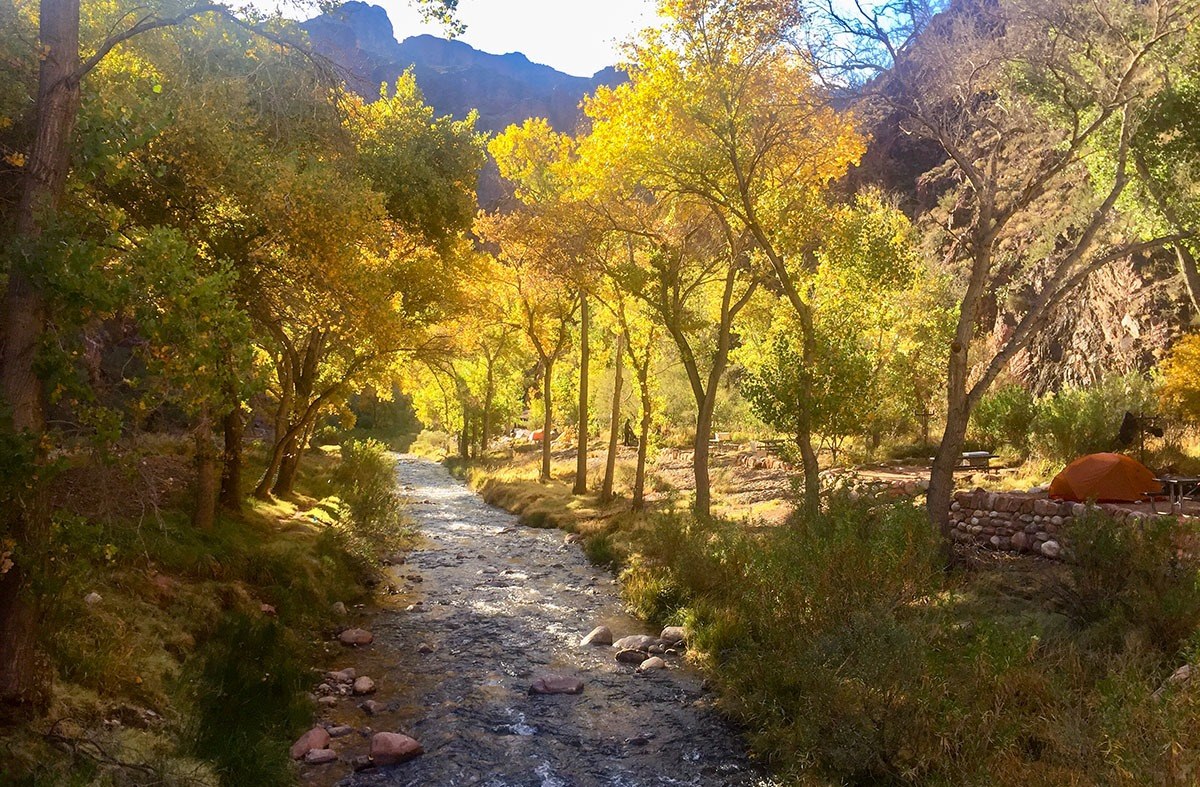 Fall color along Bright Angel Creek
