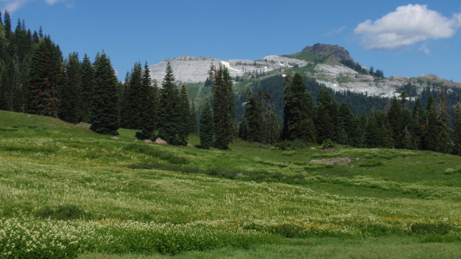 Meadow in the Sky High Basin, Marble Mountain Wilderness