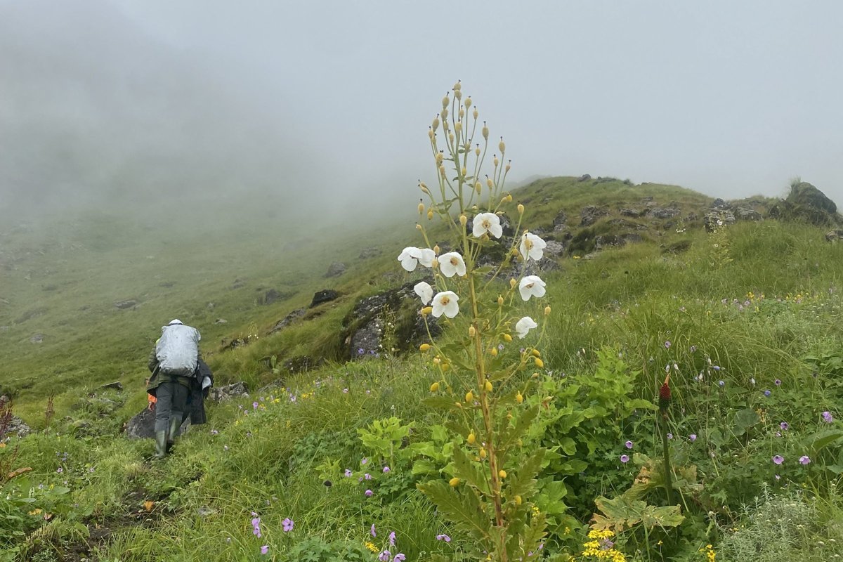 A backpacker in rain gear climbs a misty, wildflower-covered hillside in fog