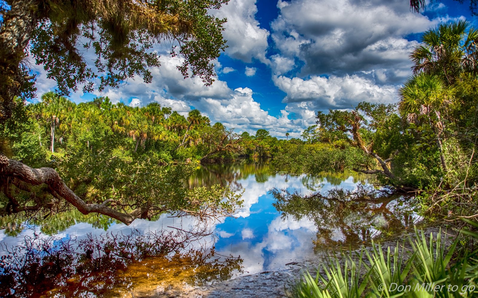Clouds reflected in the Myakka River
