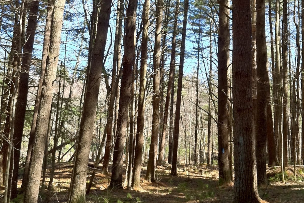 Tall conifers along the northern end of the Natchaug Trail