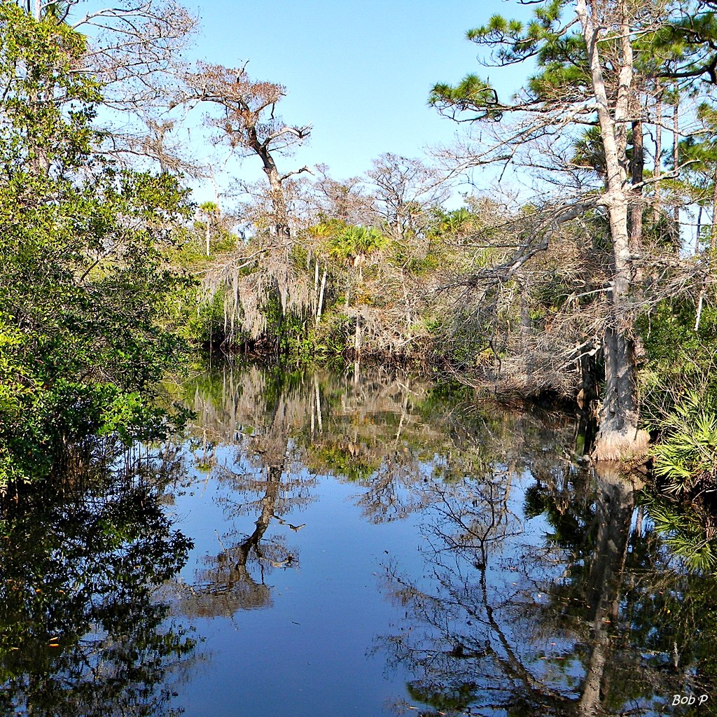 Cypress reflected in Kitching Creek, Jonathan Dickinson State Park