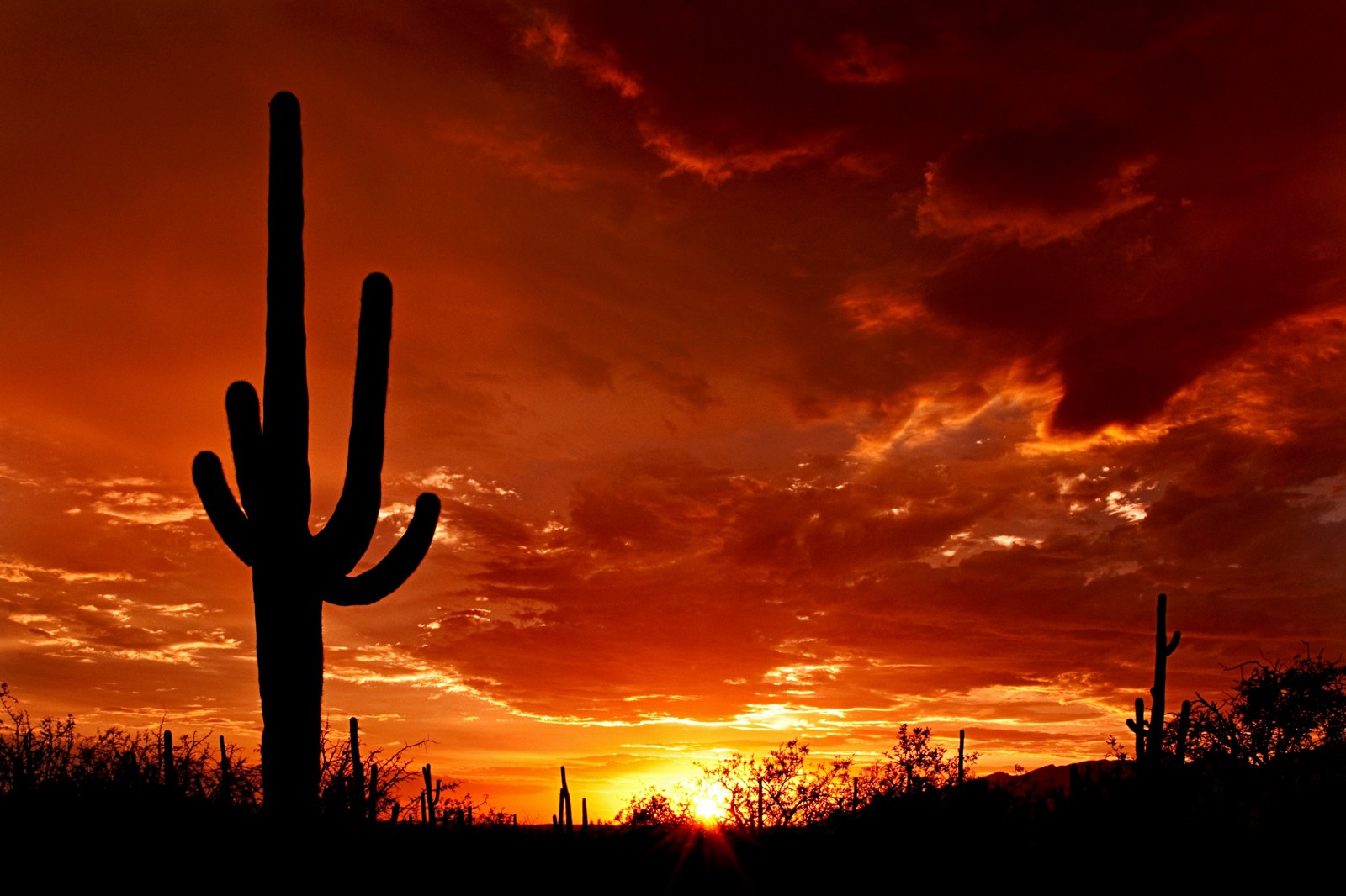 Saguaro silhouetted at sunset in the Sonoran Desert (location not identified)