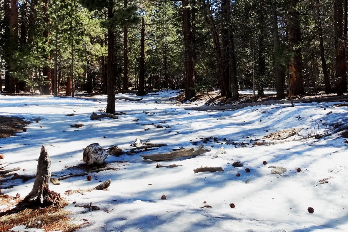 Pines and melting snow in the San Jacinto Wilderness