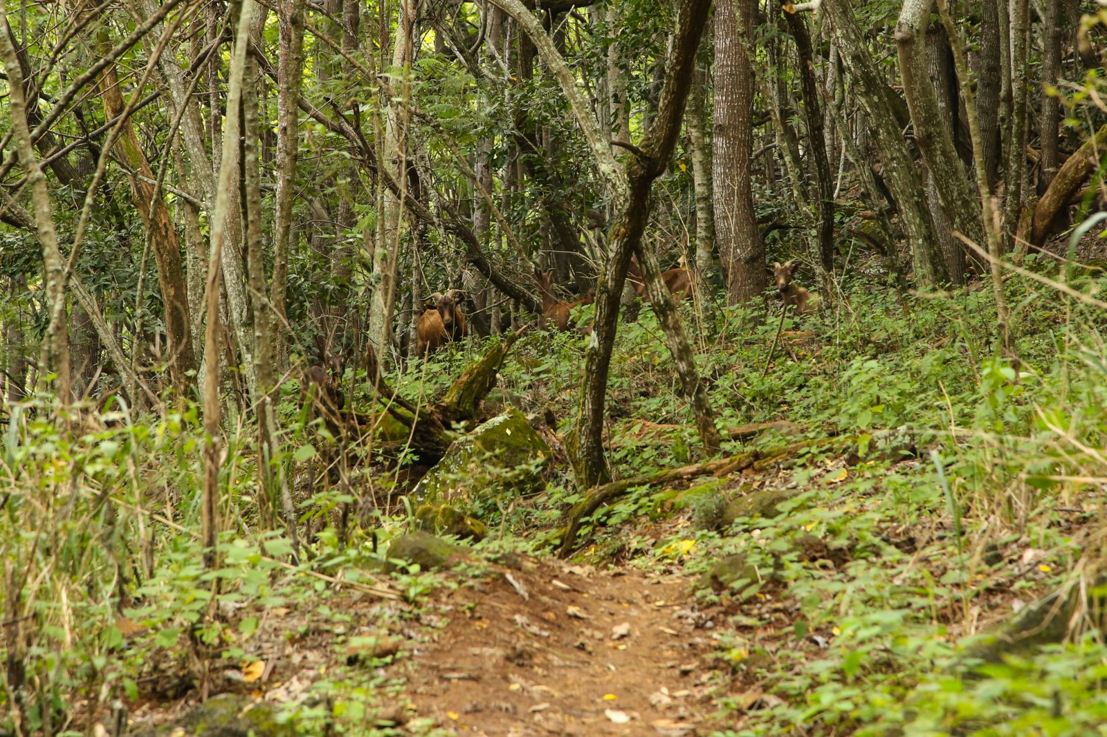 Kukui Trail in Waimea Canyon